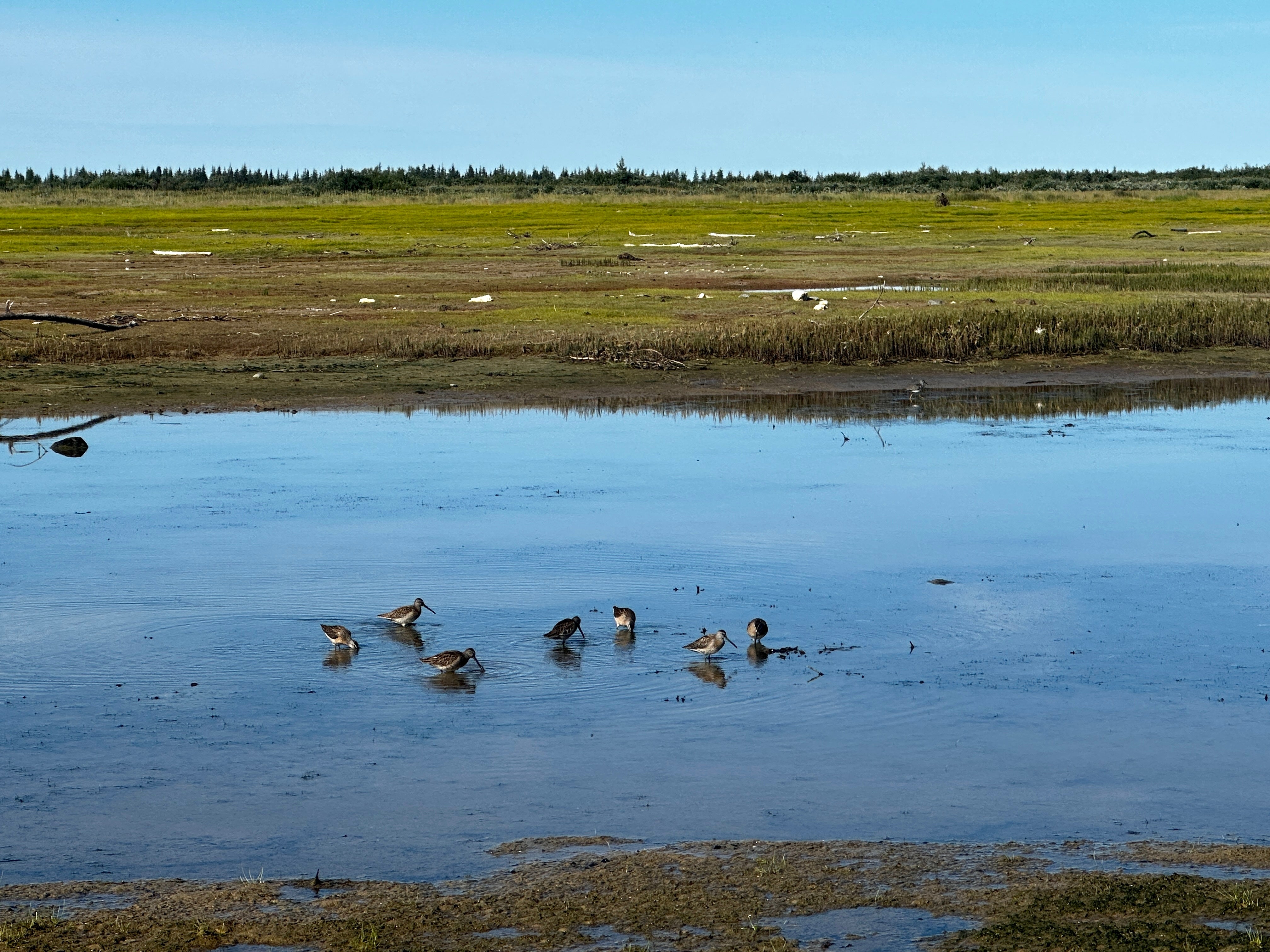 Shorebirds feeding in tidal mudflats.
